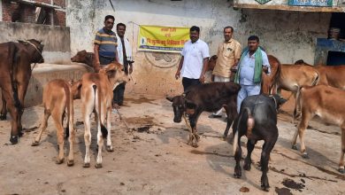 Photo of पशुधन विकास विभाग द्वारा मस्तुरी विकासखण्ड के ग्राम वेदपरसदा एंव ग्राम कछार में एक दिवसीय काफ रैली एंव निशुल्क पशु चिकित्सा शिविर का आयोजन किया गया।