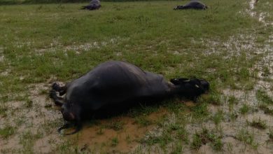 Photo of ग्राम पंचायत कछार में आकाशीय बिजली की चपेट में आने से तीन भैंस की मौत चरवाहा बाल बाल बचे।