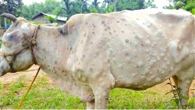 Photo of गुजरात व राजस्थान में मवेशियों पर हमला करने और बीमारी फैलाने के बाद लंपी स्किन डिजीज छत्तीसगढ़ पहुँचा ।