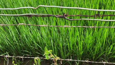 Photo of बिजली की अवैध कनेक्शन के संपर्क में आने से खपरी के किसान की हुई मौत।