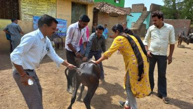 Photo of पशुओं में राष्ट्रीय एफ में डी टीकाकरण अभियान 2 अक्टूबर से होगी शुरुआत