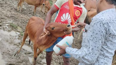 Photo of पशु औषधालय जोन्धरा ने गौठान में पशुओं का कृमिनाशक दवापान शिविर लगाया
