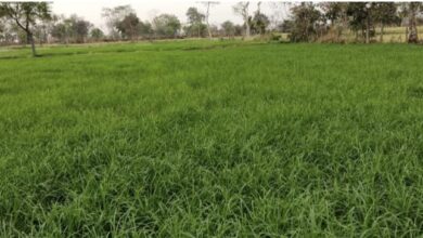 Photo of रागी की खेती कर समृद्ध हो रहे जिले के किसान,कृषि विभाग किसानों को कर रहा रागी के लिए प्रोत्साहित।