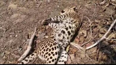 Photo of जंगल मे मृत अवस्था मे मिला तेंदुए का शव… दो तेंदुए के लड़ाई में एक मौत…