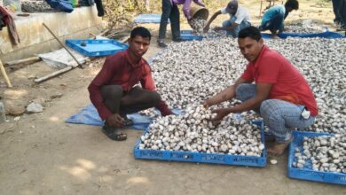 Photo of रेशम के धागों से मजबूत हुई जीवन की डोर,कोसा उत्पादन से जगत की बढ़ी आमदनी।